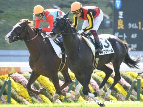 今年のドバイシーマは勝てるのか