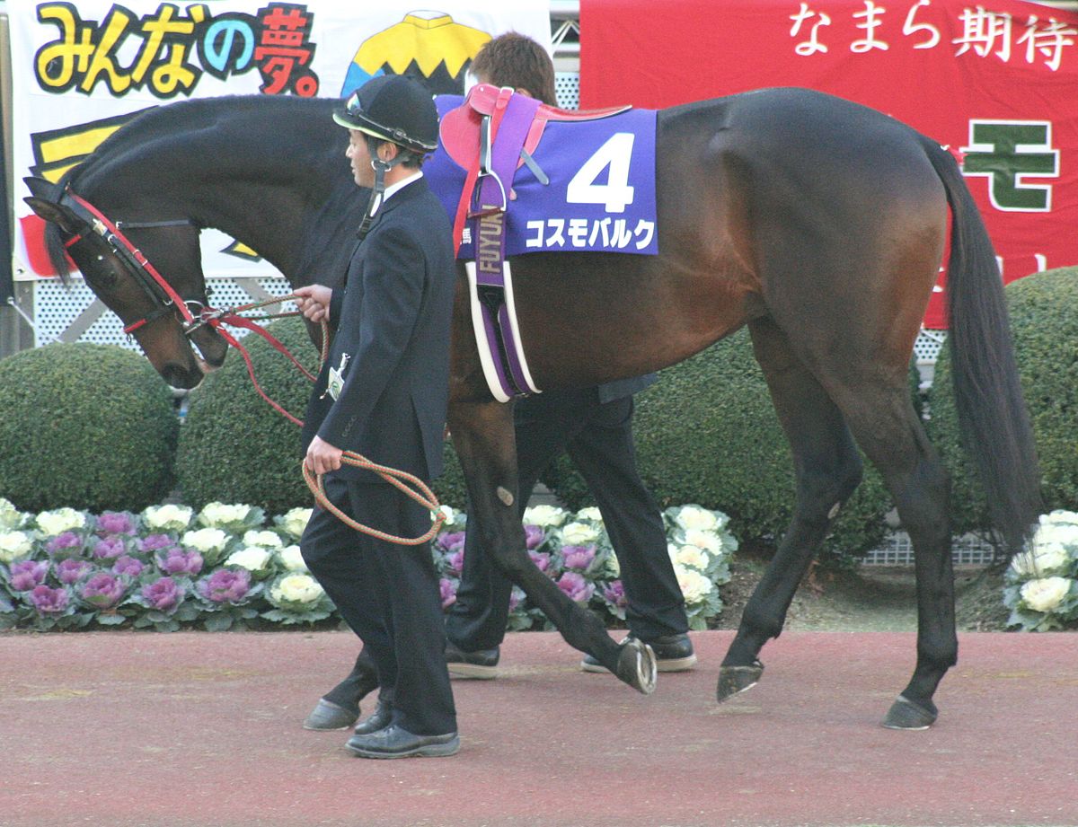 マイネルだらけの最強馬決定戦やったらどの馬が一番か