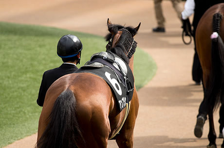 日本競馬史上最強のせん馬は？