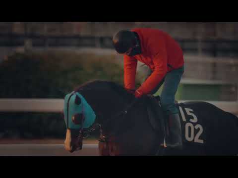 2022年度地方競馬PV「いつもそばに。いちばんそばに。地方競馬」