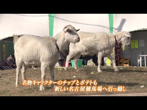 名古屋競馬場 どんこ最終日および弥富移転初日｜リポート動画｜NAR公式