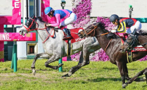 【阪神牝馬S】メイショウミモザ強すぎワロタｗｗｗｗｗｗ