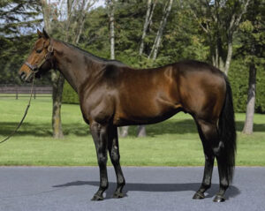 皐月賞制覇！新種牡馬ドレフォン産駒G1勝利