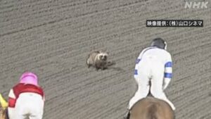 競馬レース直後のコース上に たぬき現れる 高知