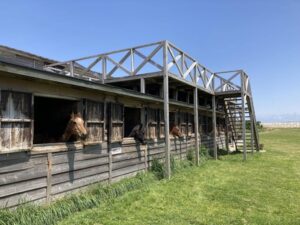 今日千葉にある馬小屋見てきたわ