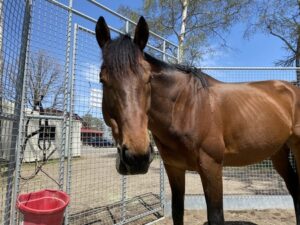 GWにノーザン行って見てきたけど