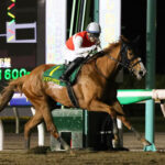 かしわ記念馬ショウナンナデシコ、帝王賞には向かわず牝馬限定Jpn3へ