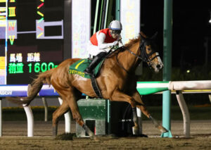 かしわ記念馬ショウナンナデシコ、帝王賞には向かわず牝馬限定Jpn3へ