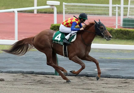 【平安S】1番人気テーオーケインズ帰国初戦を圧勝！重賞４勝目