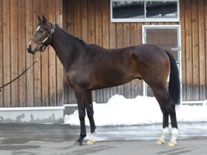 【2歳新馬】国枝調教師「ダノンザタイガーは勝つか負けるかではなく、どう勝つか」