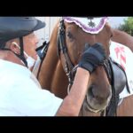 アタック!地方競馬|第166回|大井競馬場の誘導馬|NAR公式