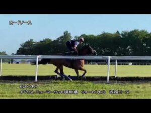 【2022プリンスオブウェールズS】ロードノース調教（6月9日（木曜））【海外馬券発売】 | JRA公式