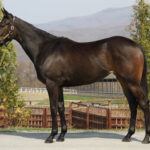 神繁殖牝馬メーヴェついに受胎