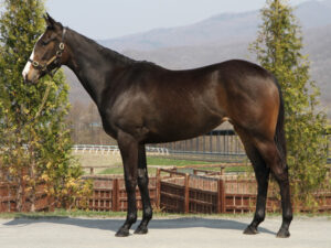 神繁殖牝馬メーヴェついに受胎