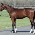セレクトセール NF生産馬のリザーブ価格発表。最高はモーリス×モシーンの1億