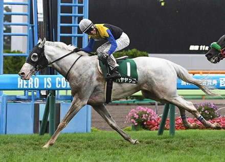 【函館記念】7番人気白毛馬ハヤヤッコが快勝！芝重賞初勝利 重賞2勝目