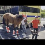 【2022ジャックルマロワ賞】バスラットレオンがドーヴィル競馬場到着【海外馬券発売】| JRA公式