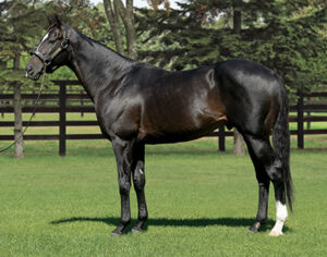 ハーツクライ種牡馬復帰すべきやろ