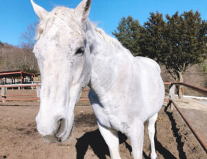 オグリキャップの長男オグリワン老衰で死亡