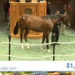 【競馬】米サラトガセールで森秀行師がイントゥミスチーフ産駒を100万ドルで落札