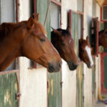 競馬学校卒業からの所属厩舎ガチャって重大過ぎねぇか???