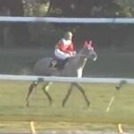【競馬】タマモクロスって化け物だったよな