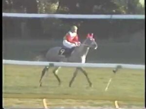 【競馬】タマモクロスって化け物だったよな