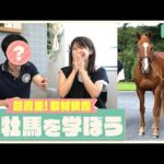 【オルフェを愛するあの人が怒りの再登場!?】社台スタリオンステーションの貴重な取材映像と共に種牡馬を学ぼう!
