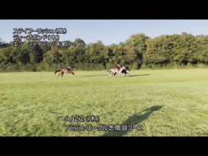 【2022凱旋門賞】ステイフーリッシュ・ディープボンド1週前追い切り（9月22日（木曜）） | JRA公式