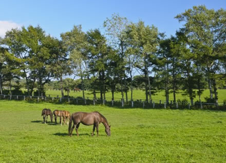 【衝撃】エクアドル競馬でレース中に右ストレートをお見舞いして落馬www