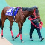 明らかに勝てない馬をG1挑戦させるのってなんなの