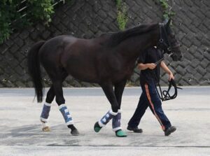 【優駿スタリオンS】2022種付け頭数シルバーステート200頭