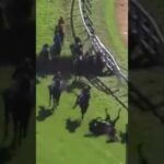 先頭馬が落馬してしまい、後続馬はなんと…