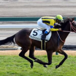 ステイフーリッシュ靱帯炎で引退…乗馬に