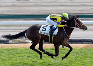 ステイフーリッシュ靱帯炎で引退…乗馬に