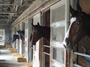 強い厩舎と弱い厩舎って具体的に何が違うの? 調教師の技量?馬の管理?レース選択?騎手選び?