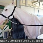 【競馬】ソダシ 純白じゃなくなる 今浪厩務員「ここにきて黒くなってきたんや」