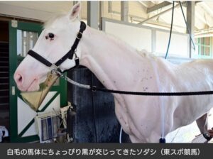 【競馬】ソダシ　純白じゃなくなる　今浪厩務員「ここにきて黒くなってきたんや」