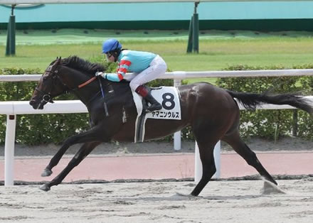 JRA平地競走の最大着差勝ちヤマニンウルス、カトレアSへ