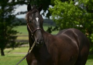【競馬・ジャパンC】ダノンベルーガ川田しょうがｗｗｗｗｗｗｗｗｗｗｗｗｗｗｗｗｗ