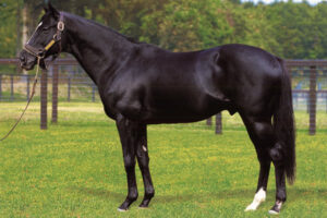 もしサンデーサイレンスがそのままアメリカで種牡馬になってても大種牡馬になってたと思う?