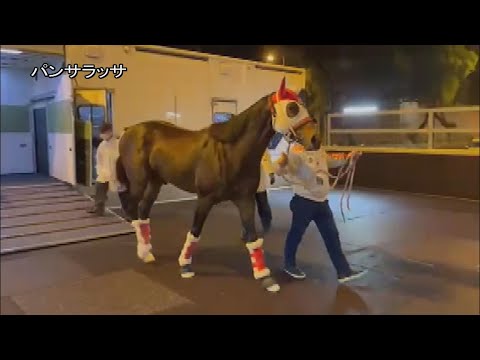 【2022香港国際競走】パンサラッサなど日本馬8頭が香港に到着｜JRA公式