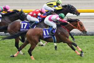 ケイアイノーテックがフランスで種牡馬入り