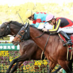 【阪神カップ】1番人気ダイアトニック接戦制しラストラン飾る!