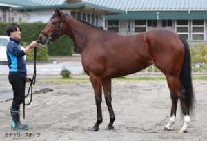 【阪神JF】モリアーナの馬体すごすぎワロタ