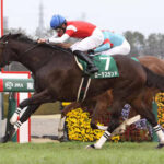 【競馬予想】第17回阪神カップ(GII) /2022