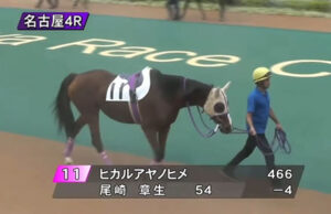 【名古屋競馬】ヒカルアヤノヒメ(牝19)が元日に出走 新記録達成へ