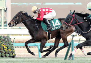 【フェアリーS】波乱！11番人気重賞馬キタウイングが内突いてV！重賞２勝目