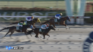 【根岸Ｓ】ギルデッドミラー前走の再現ならず２着　三浦騎手「勝ち切れずに申し訳ありません」