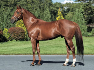 新種牡馬2歳リーディング確定 マインドユアビスケッツが1位